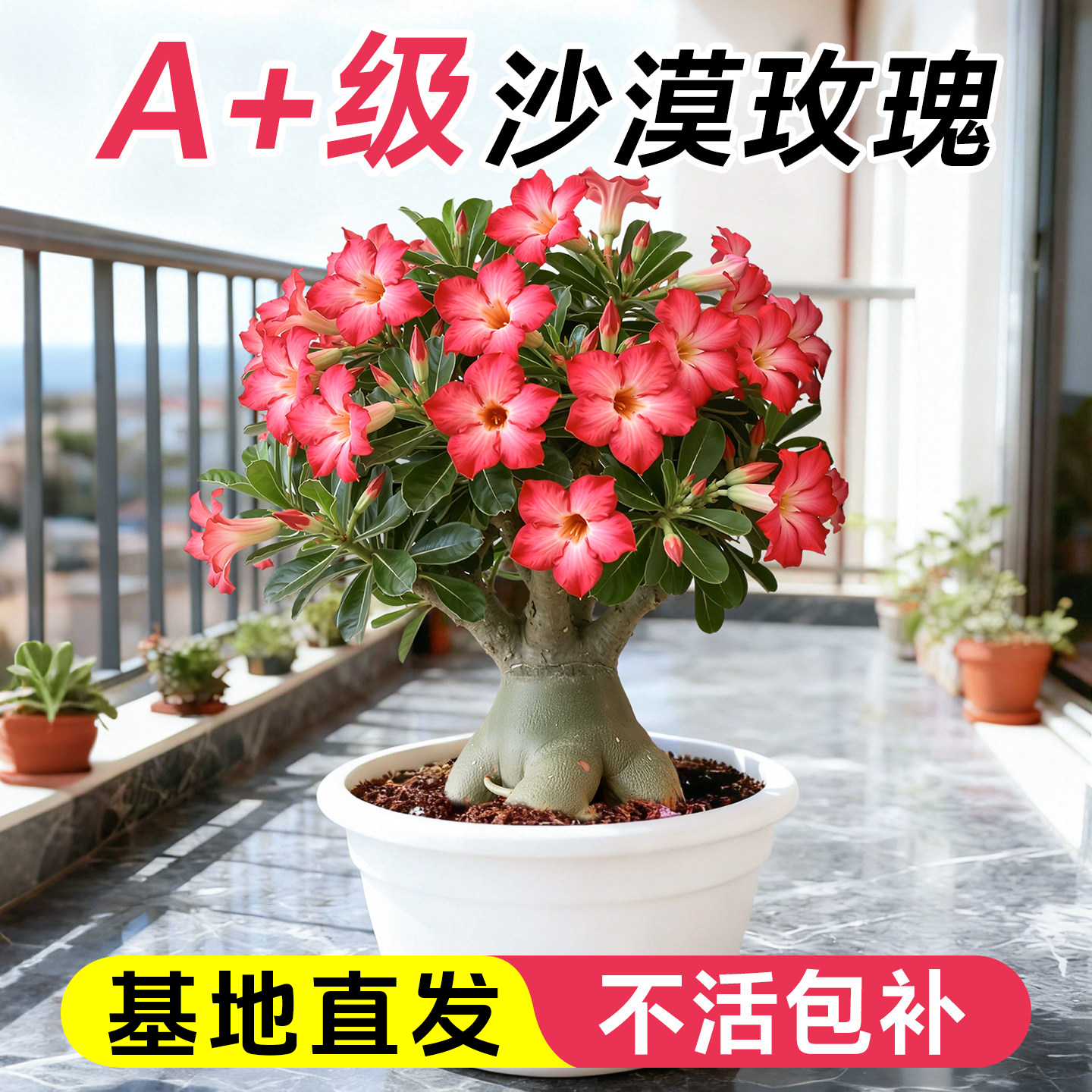 沙漠玫瑰盆栽重瓣带花苞特大号多肉植物室内绿植精品十年老桩盆景