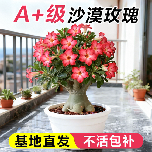 沙漠玫瑰盆栽重瓣带花苞特大号