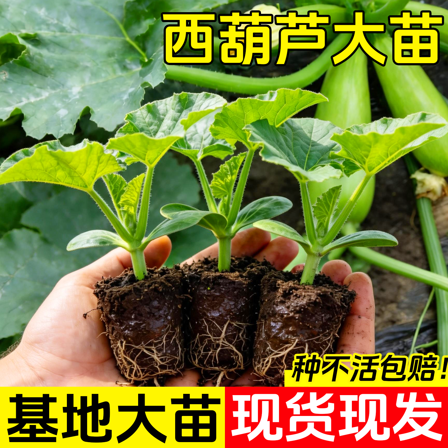 正宗奶油西葫芦苗子高产蔬菜种子四季易种家庭阳台盆栽蔬菜籽耐寒