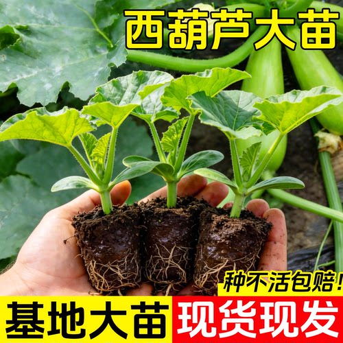 正宗奶油西葫芦苗子高产蔬菜种子