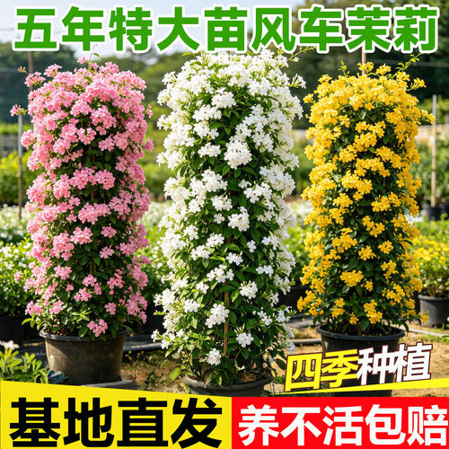 风车茉莉爬藤植物盆栽大苗懒好养