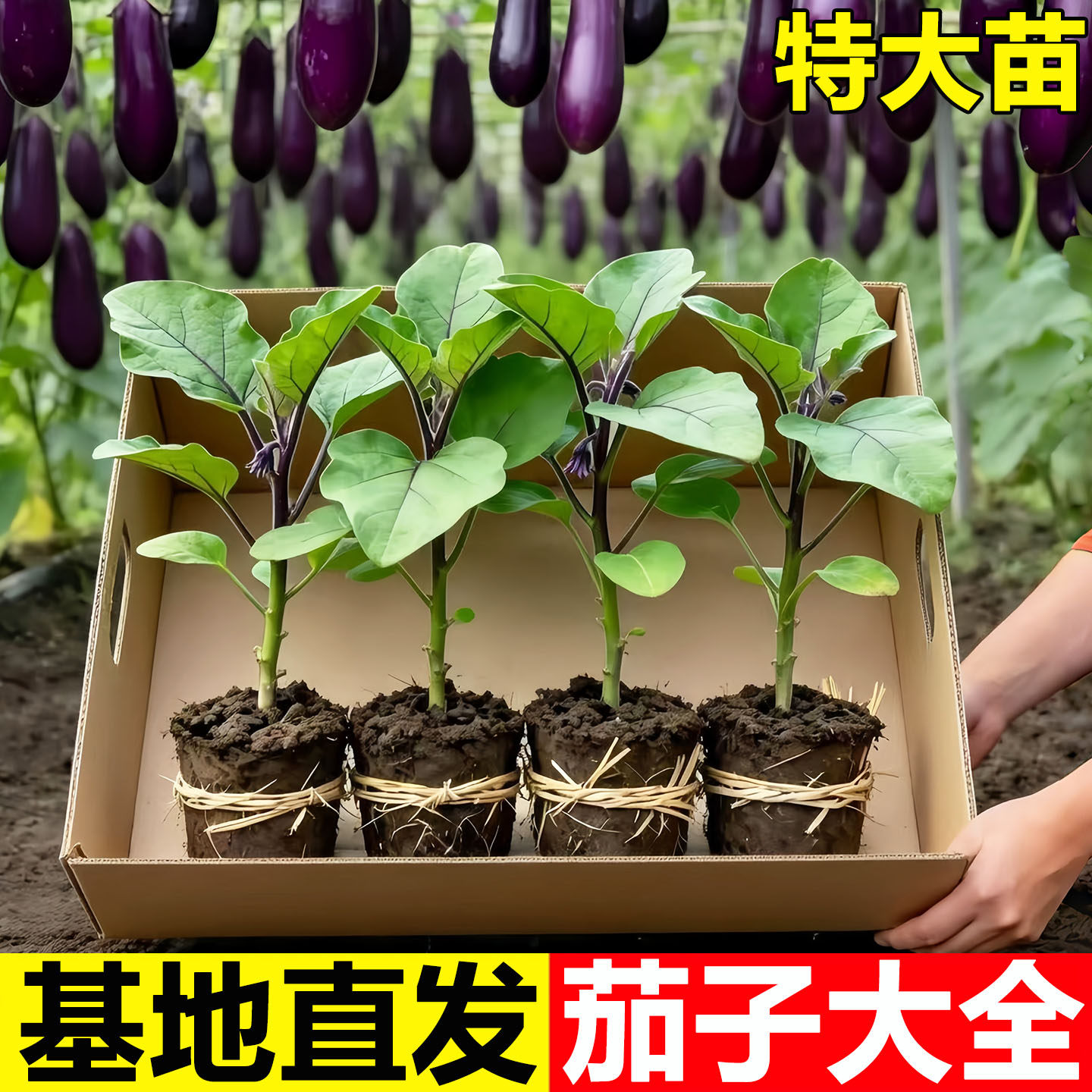 杭茄苗四季青茄子嫁接秧苗线茄杭茄种籽阳台盆栽蔬菜番茄辣椒幼苗