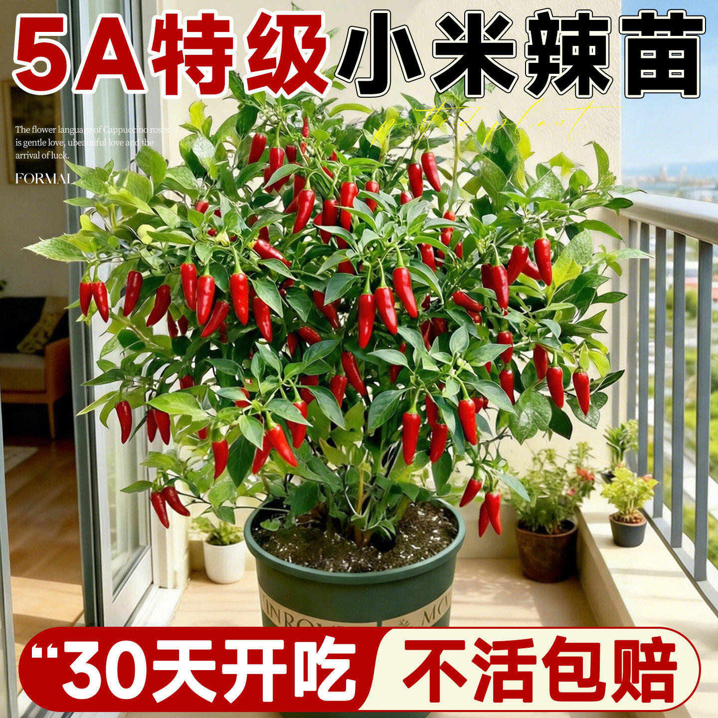 红小米辣椒苗秧苗朝天椒种籽苗泡椒苗幼苗四季超辣超产阳台辣椒苗