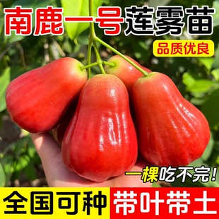 南鹿一号莲雾树苗黑糖芭比台湾嫁接四季品种南方果树庭院地栽带叶