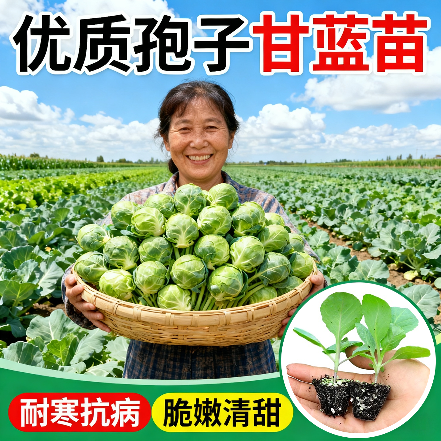 孢子甘蓝苗秧迷你食用小包菜抱子甘蓝苗四季耐寒盆栽阳台种菜菜苗,鲜花速递/花卉仿真/绿植园艺,种苗/半成品盆栽,淘宝优惠券,粉丝福利购,淘宝优惠卷