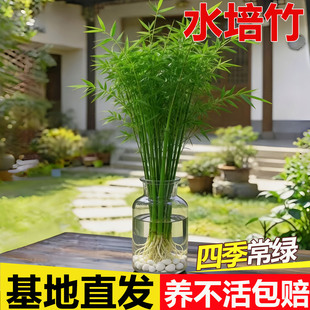 米竹水培耐阴植物小型竹子室内水养观赏竹组盆造型盆景凤尾竹绿植