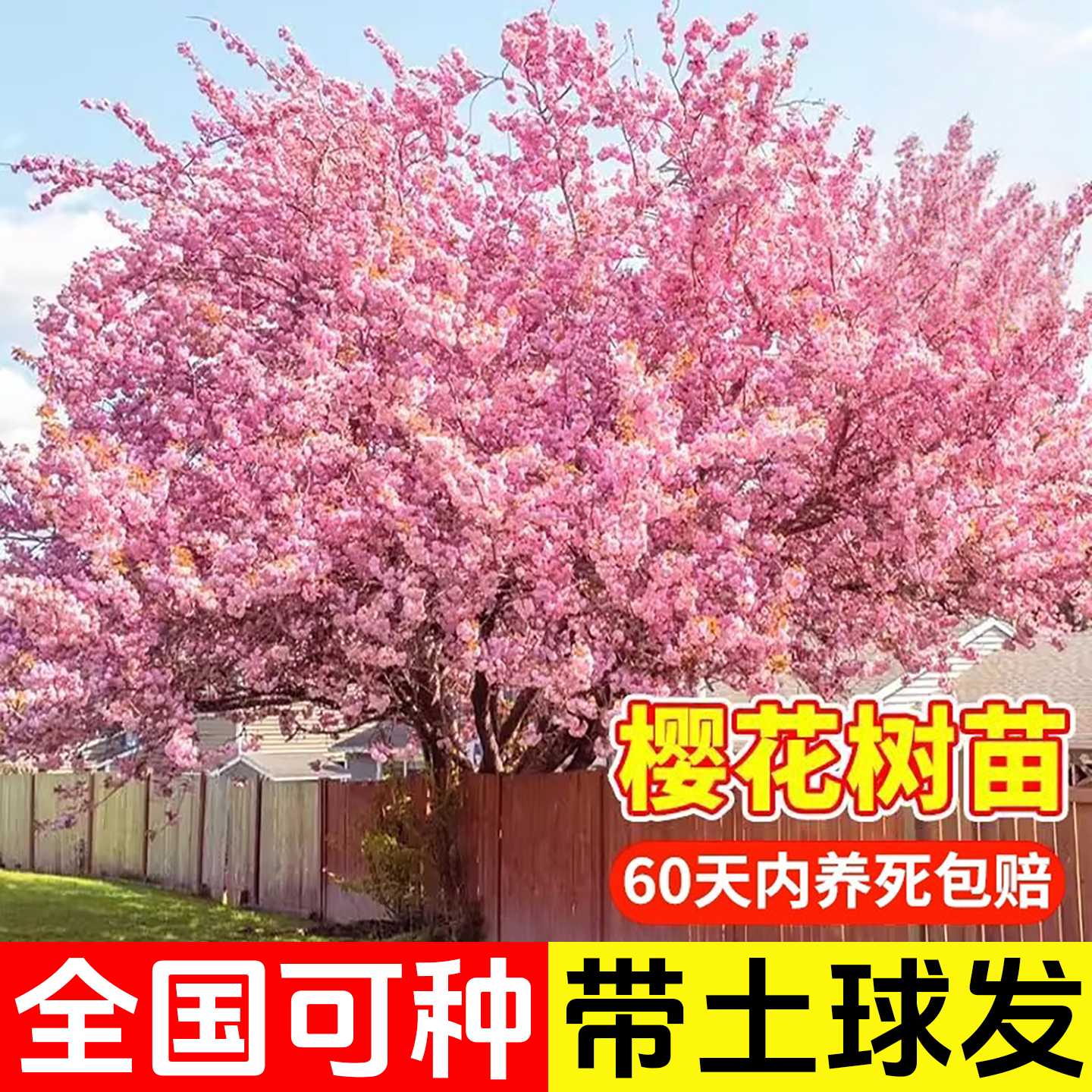 樱花树苗绿化工程大型风景树花卉盆栽植物南北方室外庭院种植