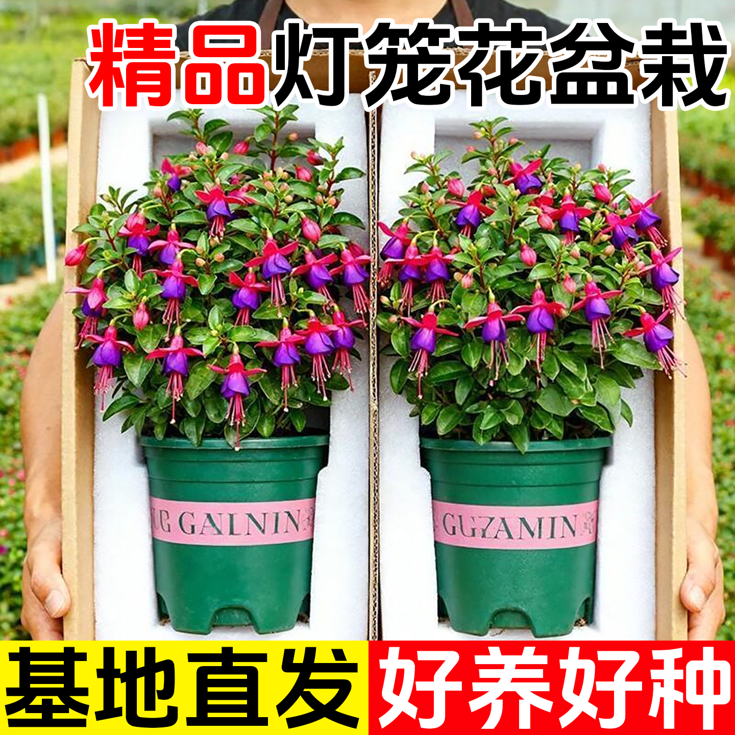 灯笼花盆栽四季开花苗爬藤植物阳台室内外倒挂金钟花卉树苗风铃花