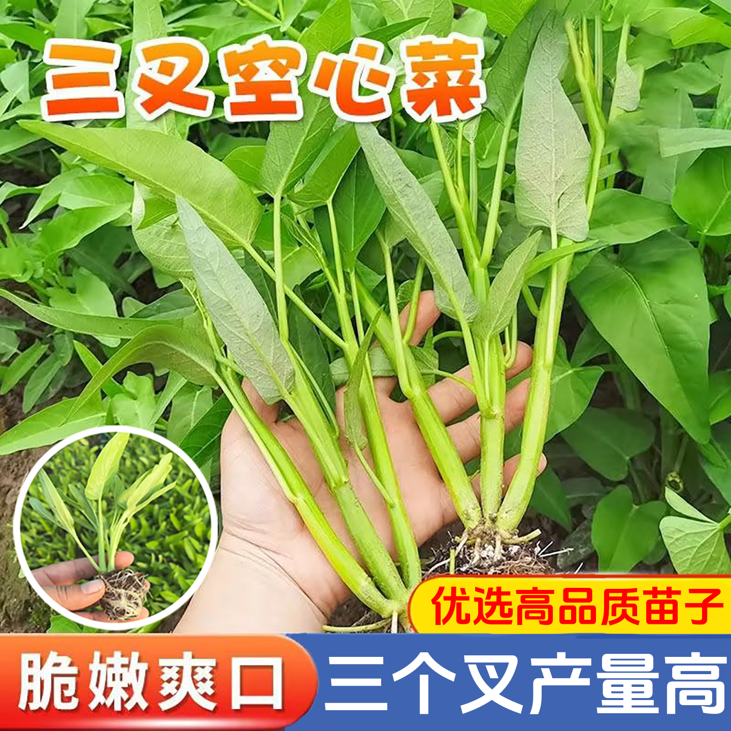三叉空心菜苗子通心菜种籽四季高产阳台盆栽大叶青菜籽种蔬菜种孑,鲜花速递/花卉仿真/绿植园艺,种苗/半成品盆栽,淘宝优惠券,粉丝福利购,淘宝优惠卷
