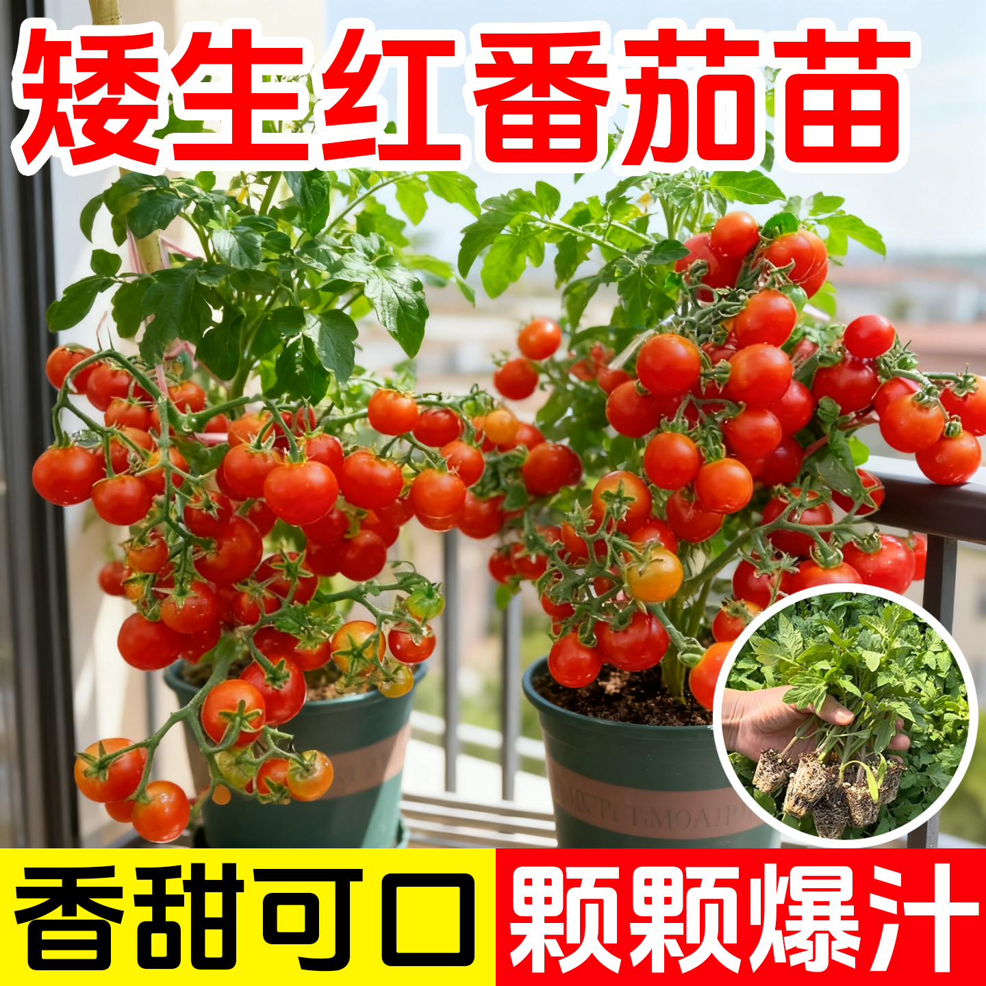 矮生红番茄苗秧盆栽秋冬季西红柿