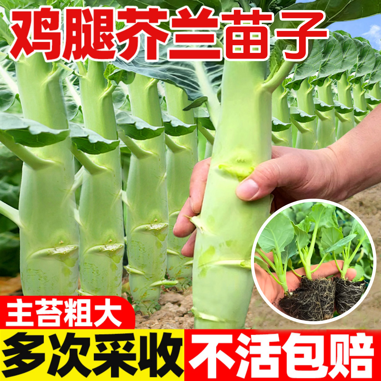 鸡腿芥兰菜苗秧苗四季大芥蓝苗子
