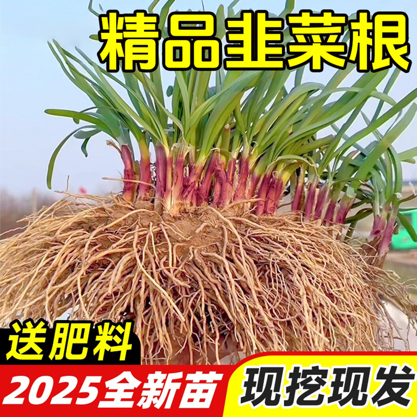 现挖韭菜根苗紫根紫红根韭菜秧苗
