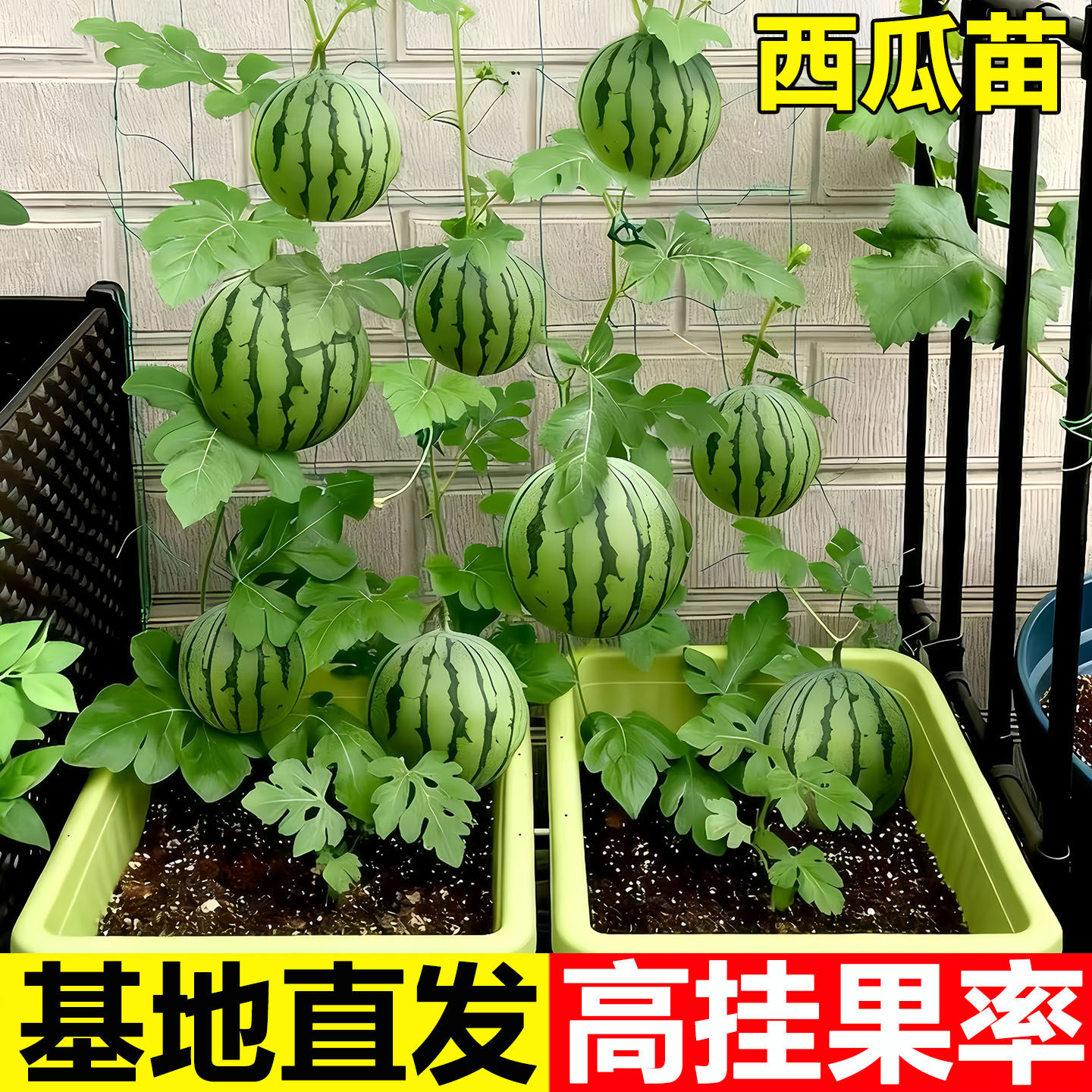 美都冰糖麒麟西瓜苗早佳8424高产西瓜种子种籽苗南方秧苗盆栽嫁接