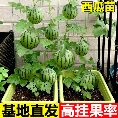 美都冰糖麒麟瓜苗早佳8424高产苗