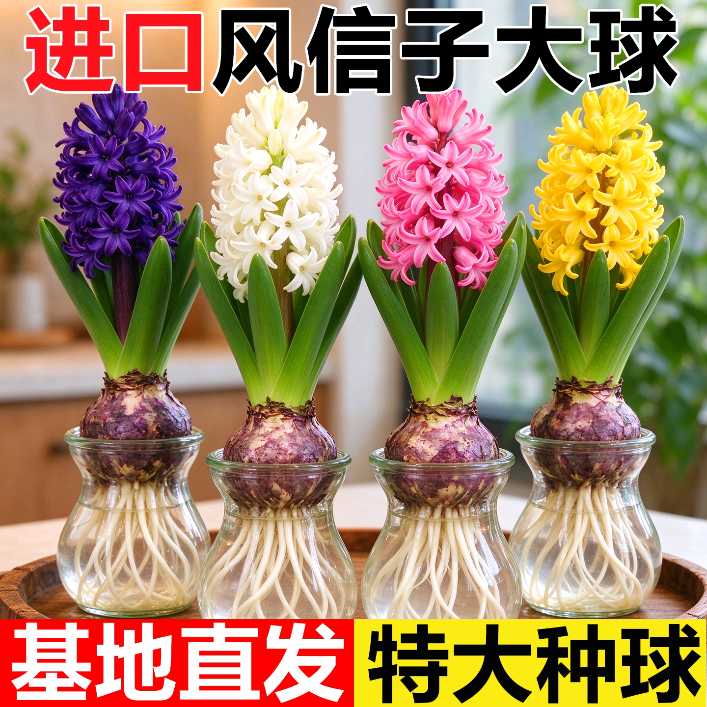 风信子种球水培套装四季水养郁金香花卉室内耐寒土培绿植秋冬盆栽