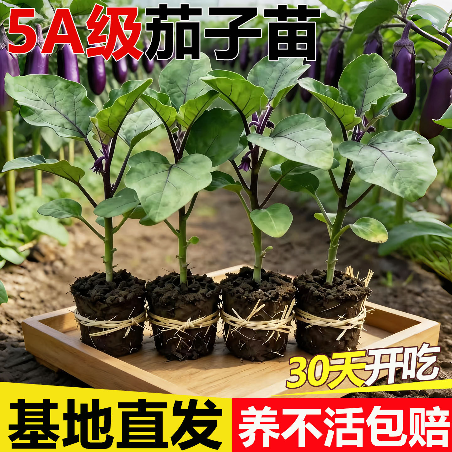 紫红色长茄子种籽子苗本地长杭茄嫁接茄苗四季秧苗蔬菜大孑秧带土