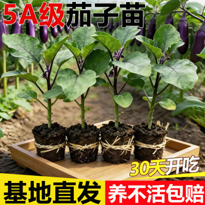 紫红色长茄子种籽子苗本地长杭茄