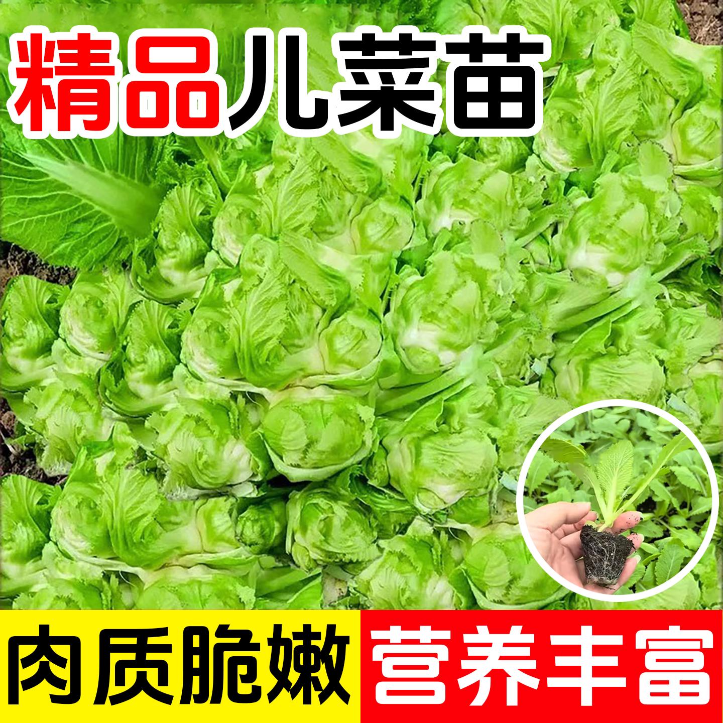 儿菜苗秧苗四川青杠芥兰娃娃菜苗