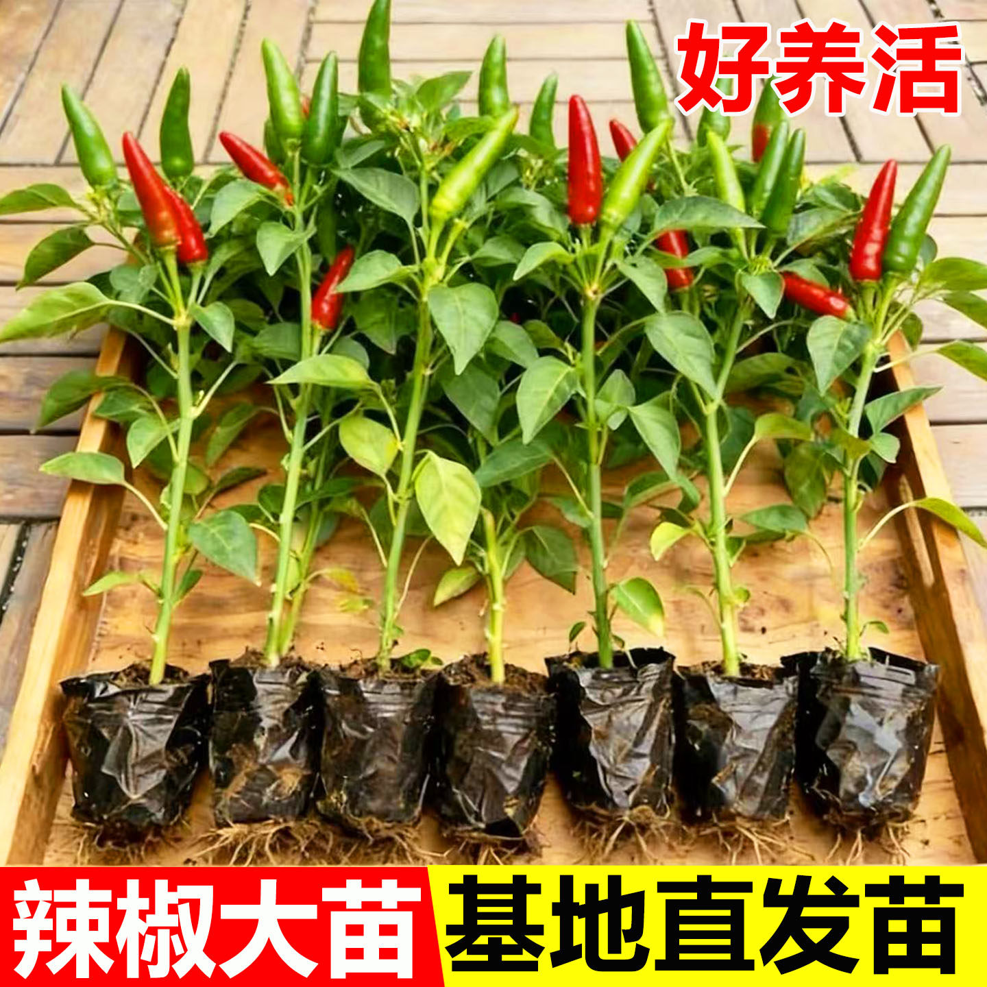 超辣小米辣椒苗秧子香辣朝天椒