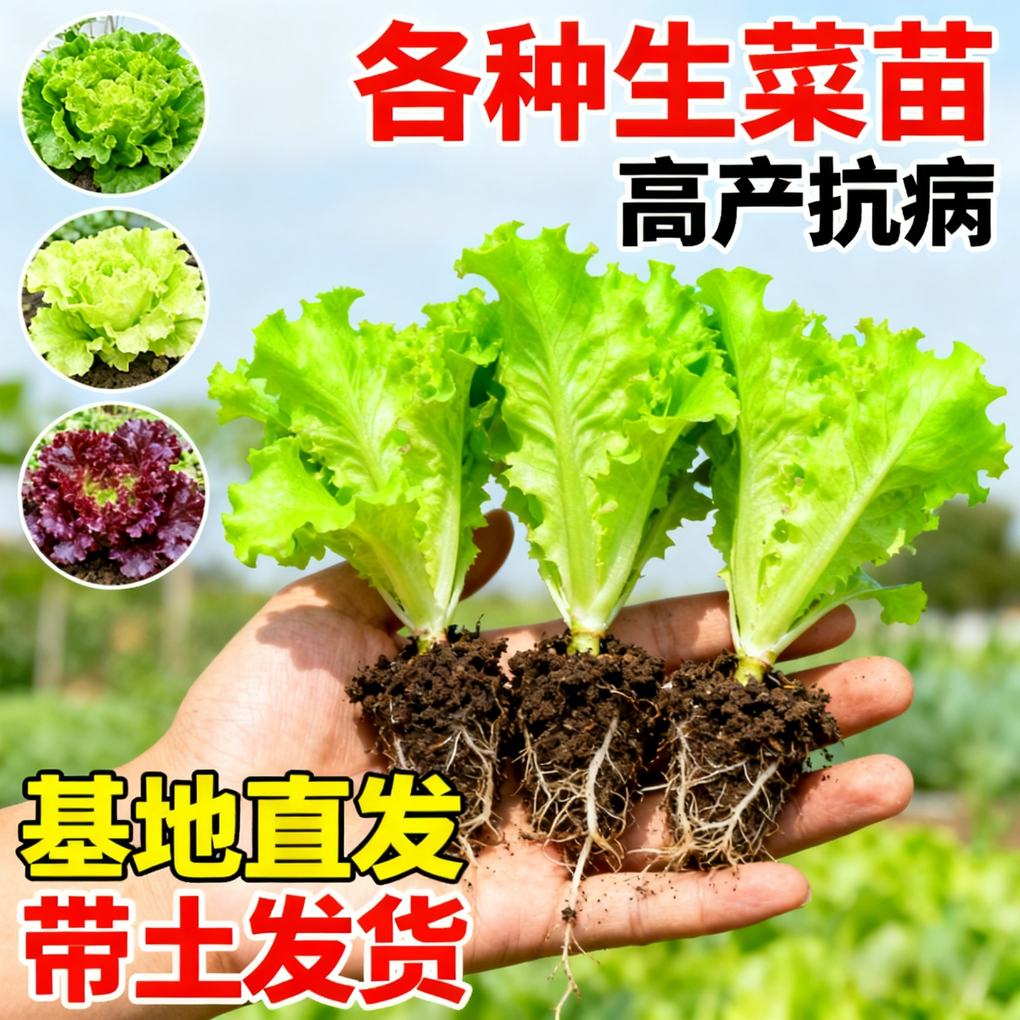 生菜秧苗带土菜苗紫速生耐寒蔬菜