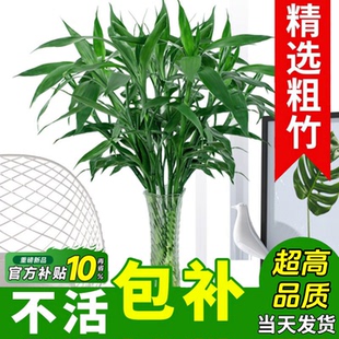 富贵竹水培植物水养发财竹客厅绿植招财转运文昌竹子盆栽室内种植
