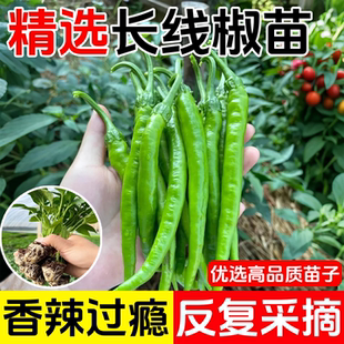 帝王线椒苗长辣椒苗秧苗二荆条幼苗青椒高产四季种阳台盆栽蔬菜苗