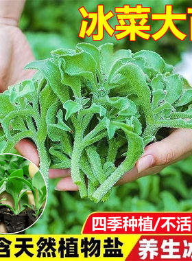 水晶冰菜苗阳台蔬菜种植