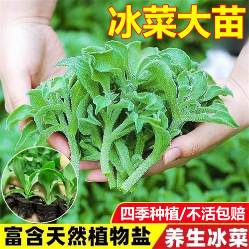 水晶冰菜苗阳台蔬菜种植