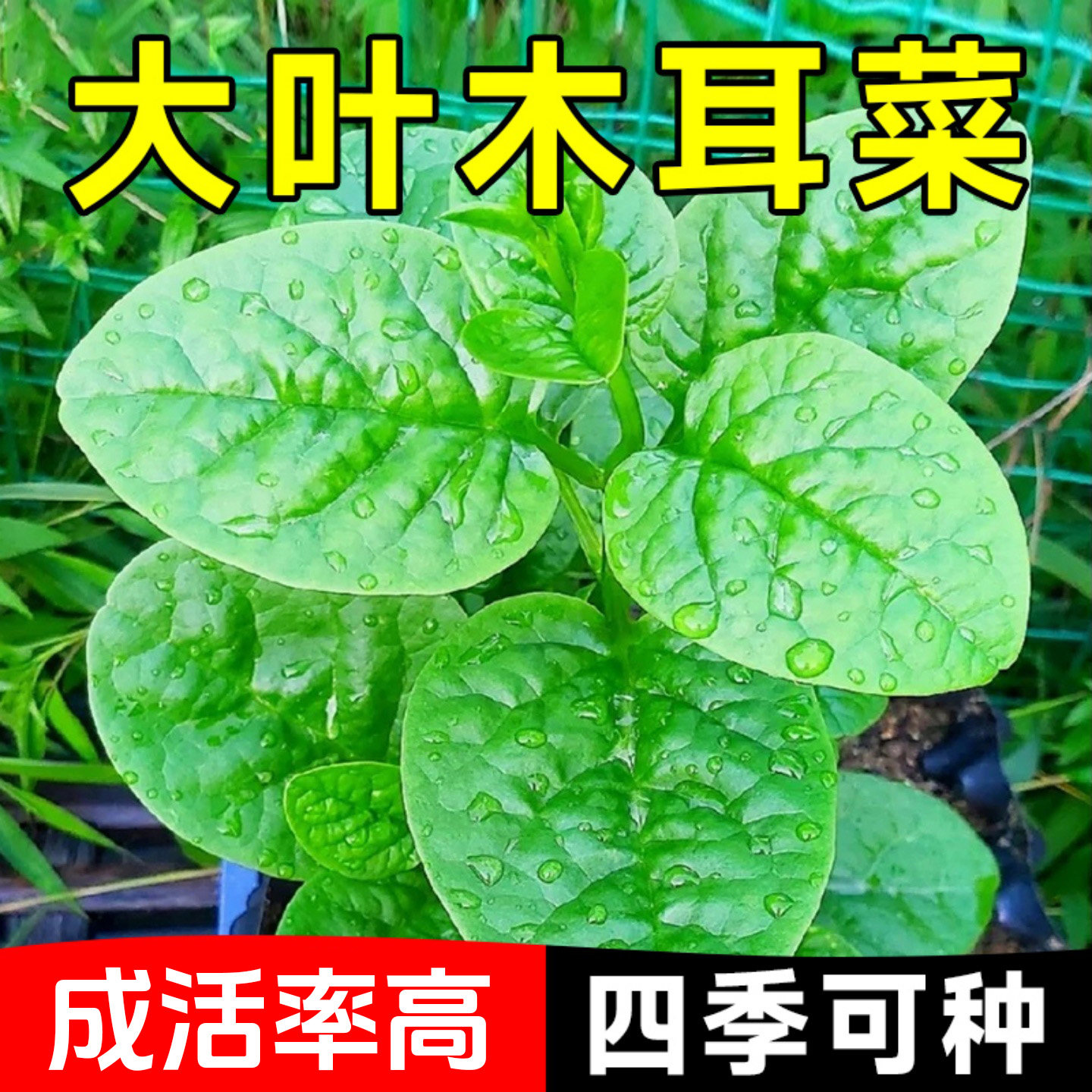 大木耳菜苗子圆叶四季新鲜种籽青菜肉厚夏天四季阳台盆栽蔬菜秧苗