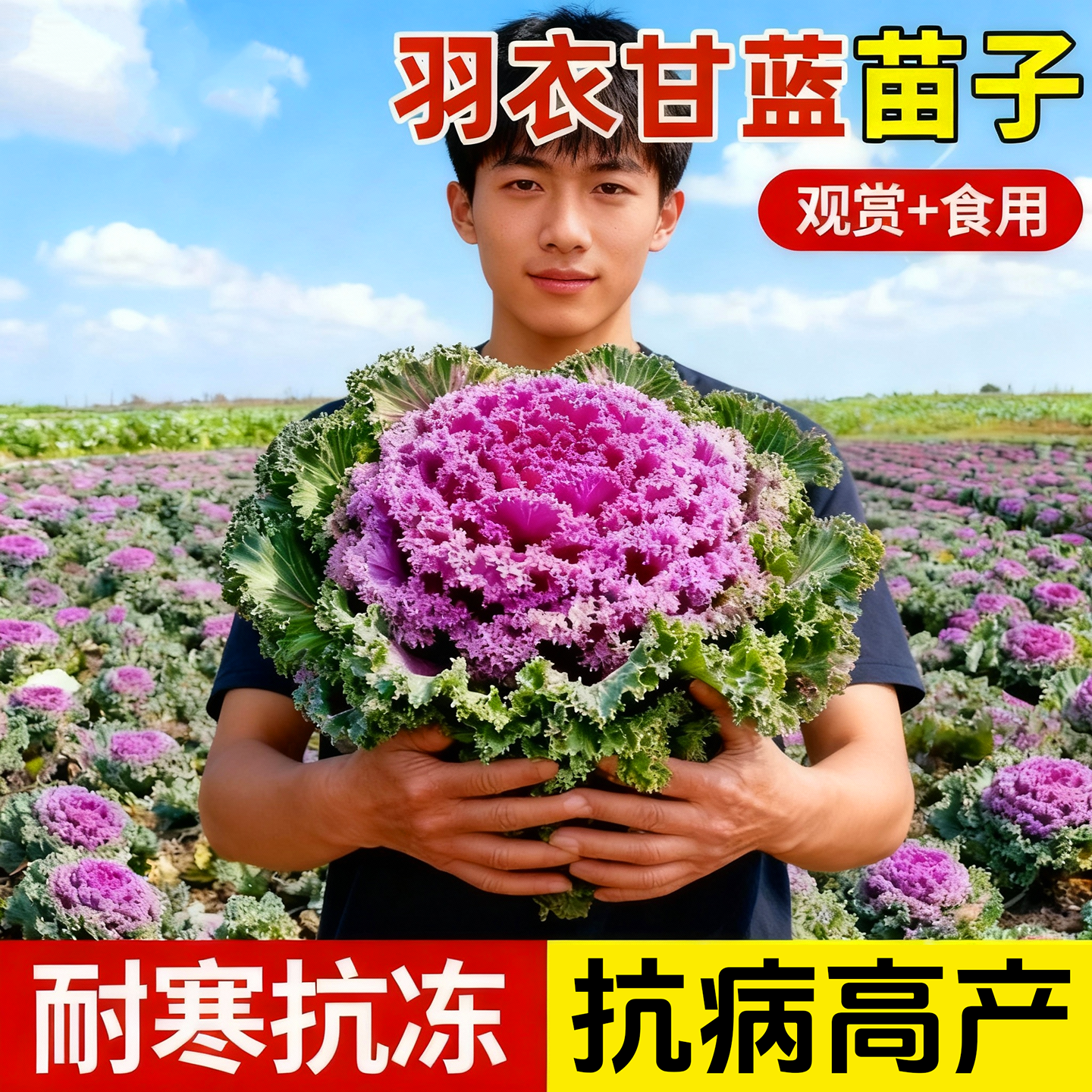 四季观赏食用粉羽衣甘蓝苗盆栽地栽秧老桩粉绿紫雨衣甘蓝苗菜苗,鲜花速递/花卉仿真/绿植园艺,种苗/半成品盆栽,淘宝优惠券,粉丝福利购,淘宝优惠卷