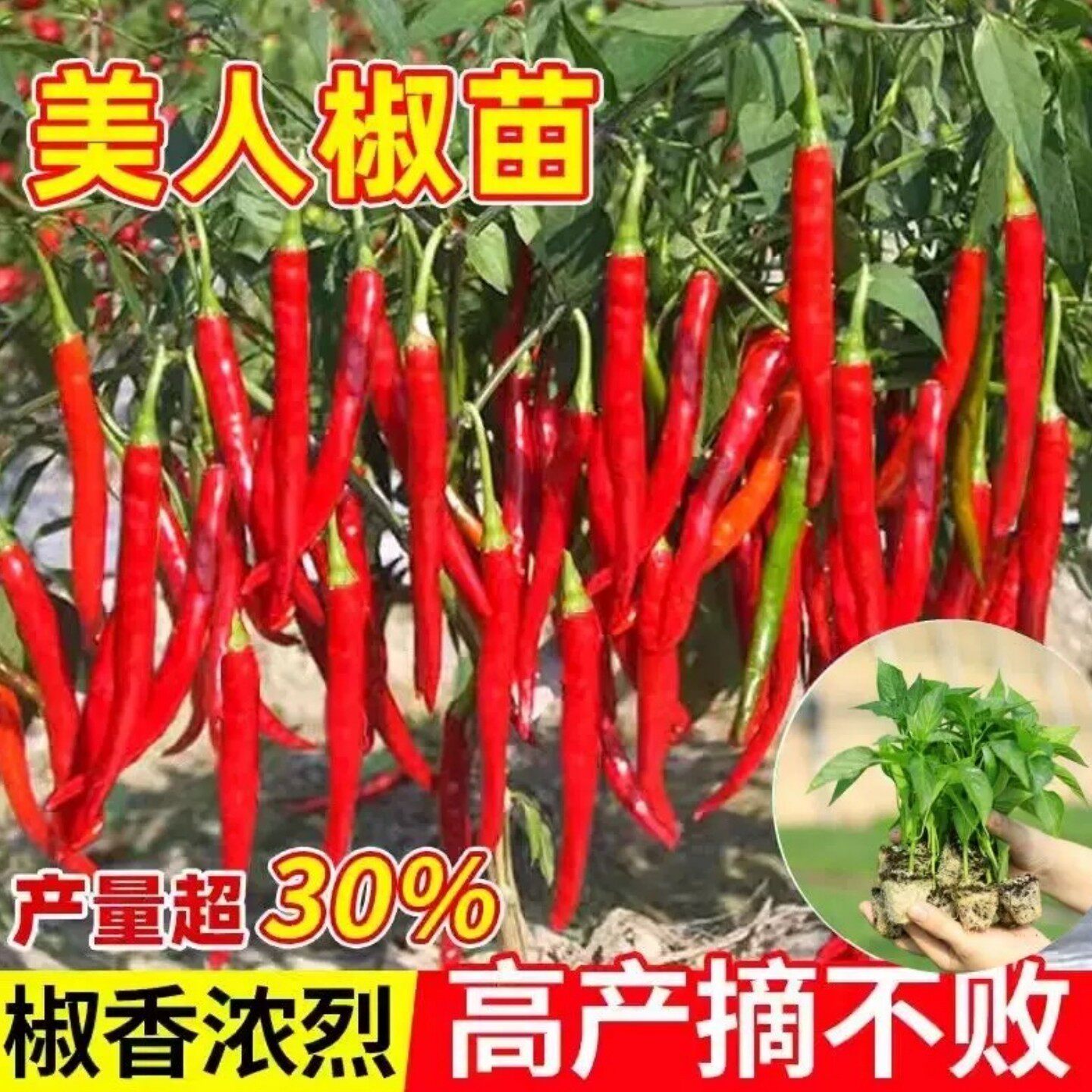 高产美人椒苗红线椒二荆条苗特长椒杭椒蔬菜苗辣椒苗春季阳台盆栽