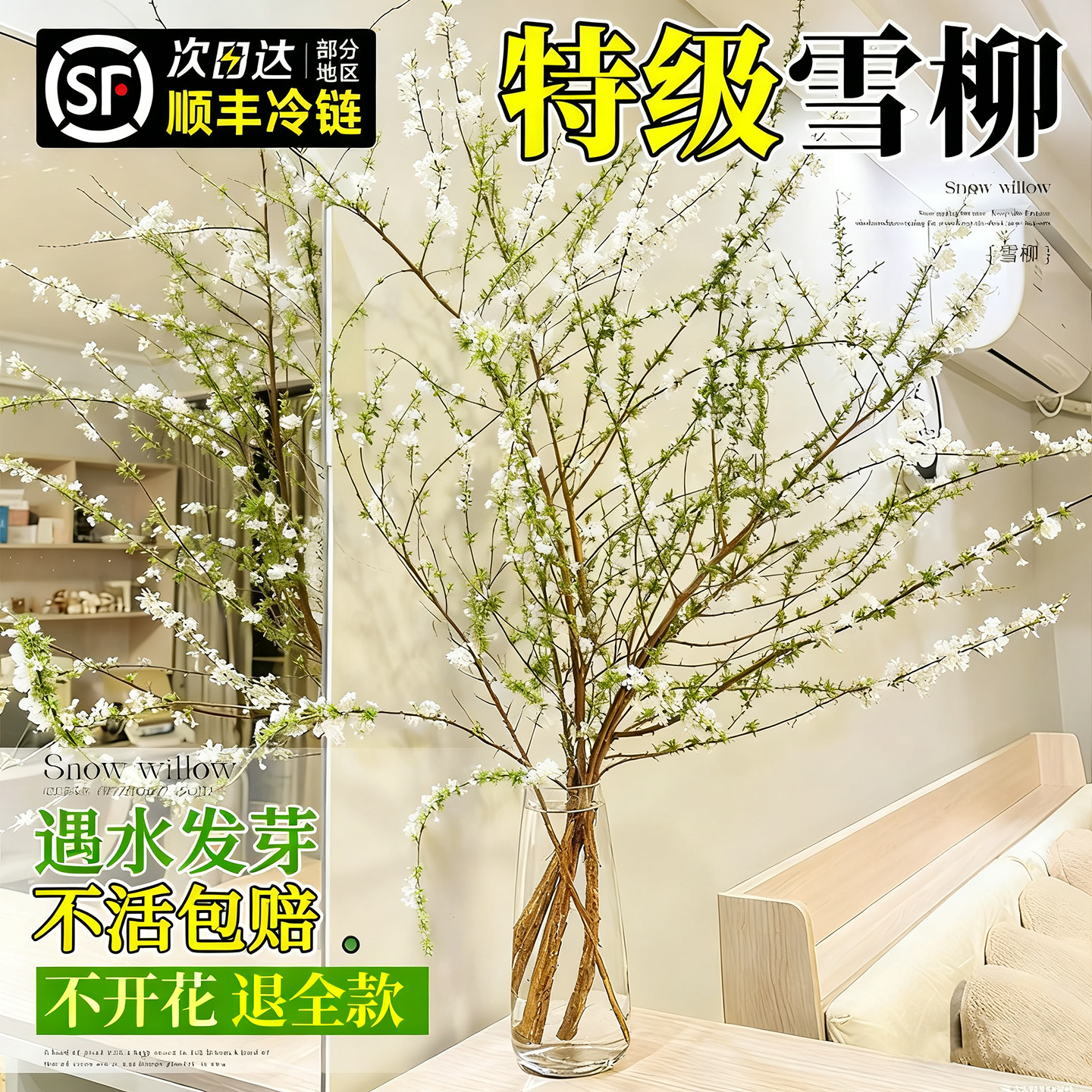 雪柳鲜枝水培植物室内客厅大型盆栽带花苞龙柳雪柳干枝鲜花卉绿植