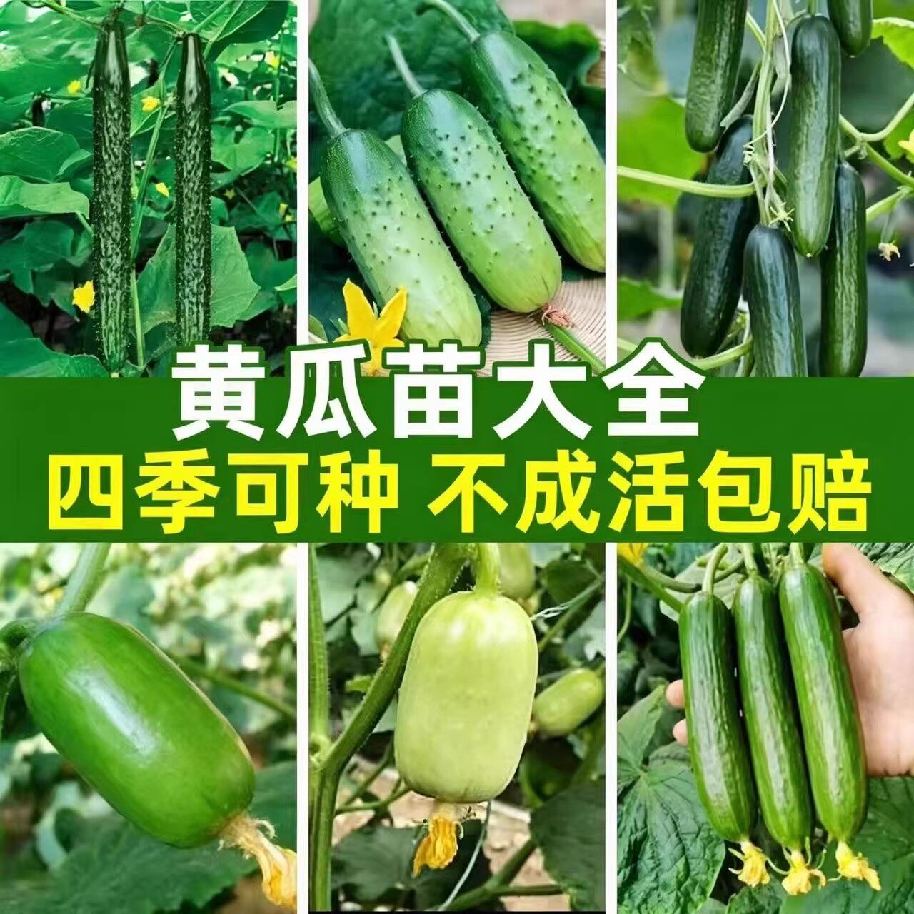 绿翡翠水果黄瓜种苗长绿旱黄瓜水果种籽孑满地爬蔬菜玉女秧苗大全