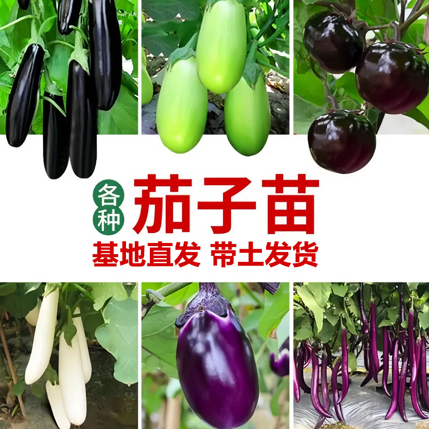 紫红色长茄子种籽子苗本地长杭茄嫁接茄苗四季秧苗蔬菜大孑秧带土