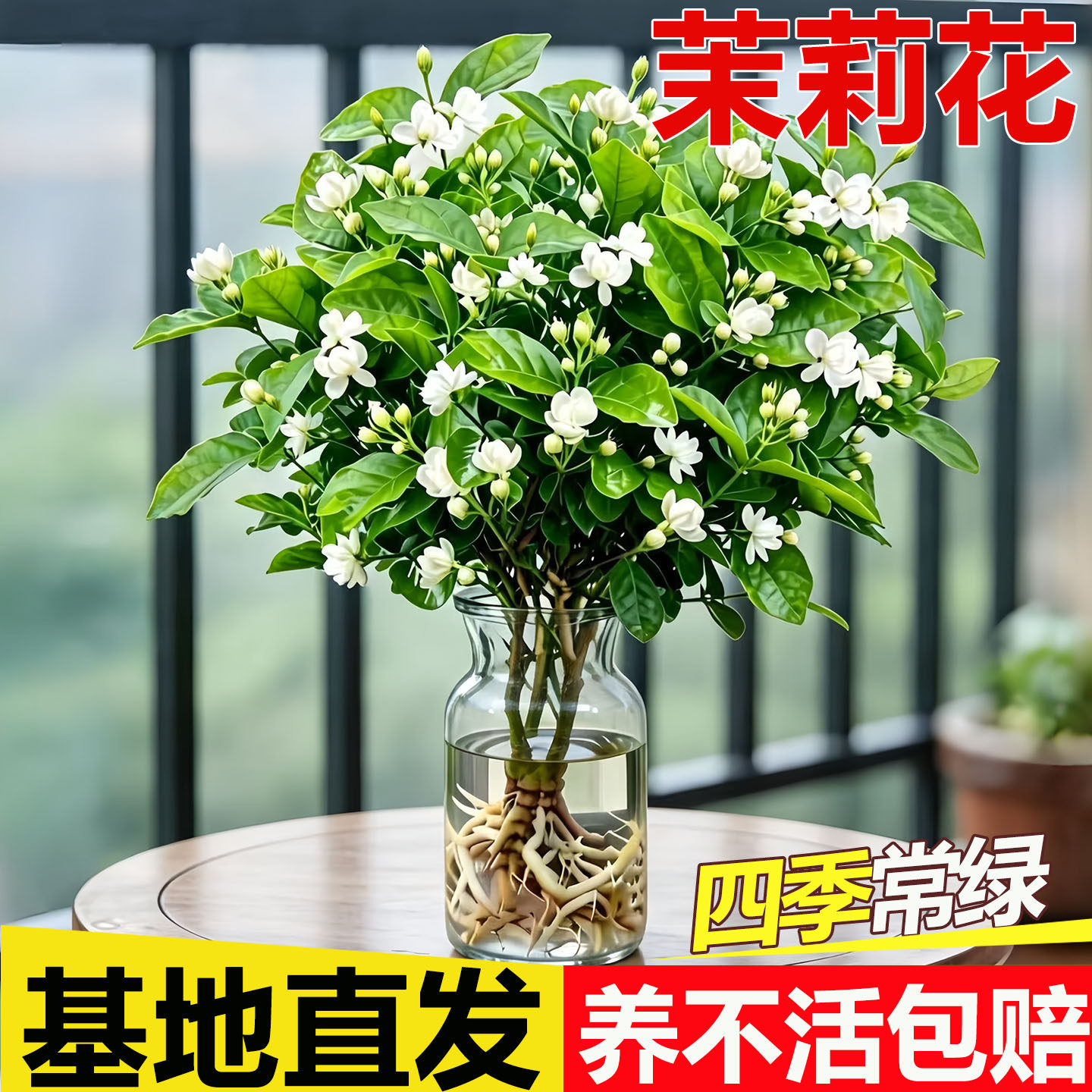 茉莉花水培植物盆栽带花苞办公室内桌面好养懒人鲜花绿植水养花卉