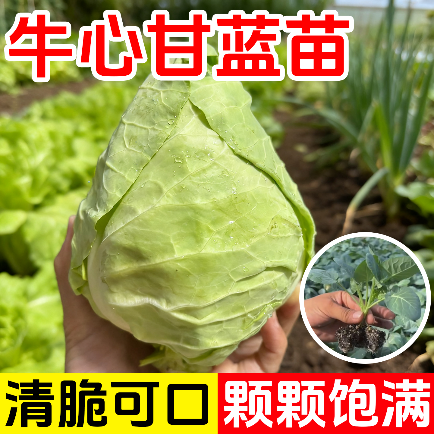 牛心甘蓝苗秧包菜苗卷心菜秧苗种子绿甘蓝苗甘蓝菜苗秧四季种植苗,鲜花速递/花卉仿真/绿植园艺,种苗/半成品盆栽,淘宝优惠券,粉丝福利购,淘宝优惠卷