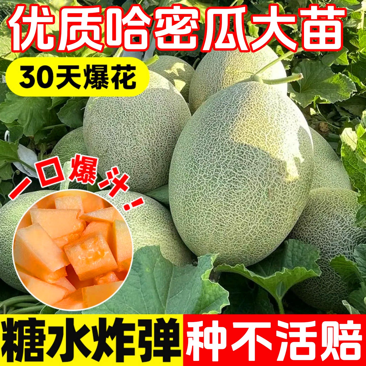 超甜哈密瓜种苗南方新疆哈蜜瓜种籽苗网纹甜瓜籽香瓜苗瓜种孑瓜苗