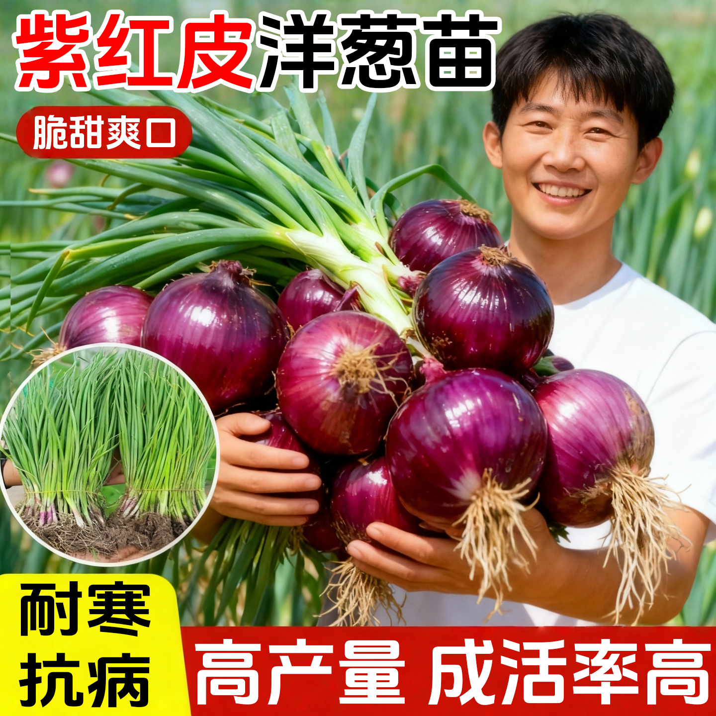 洋葱秧苗正宗紫皮洋葱苗蔬菜种子