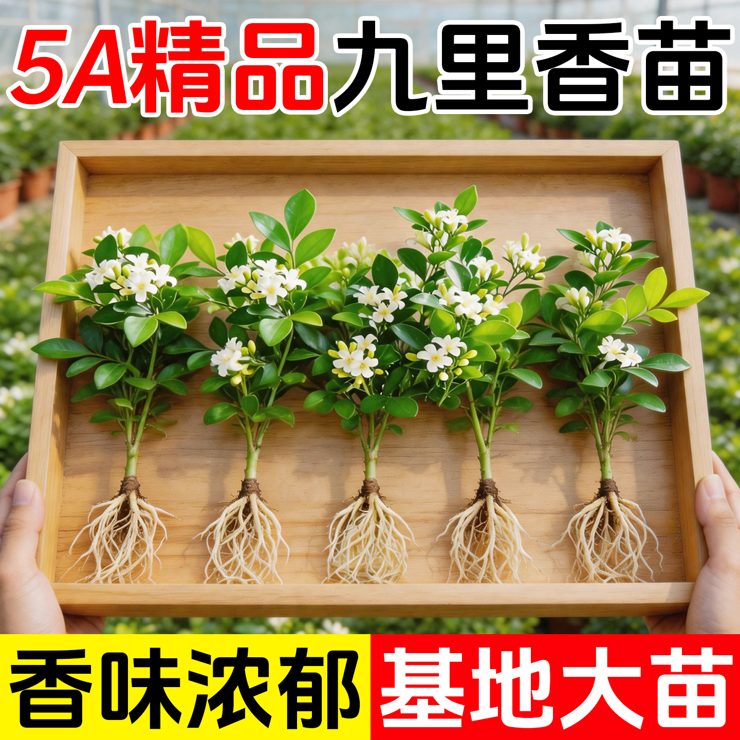 九里香水培植物盆栽室内桌面适合懒人养的好养花卉四季驱蚊绿植禄