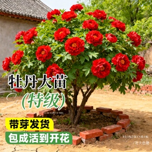 牡丹花四季带芽苞盆栽大苗正宗名贵洛阳缠枝花卉老桩重瓣观赏植物