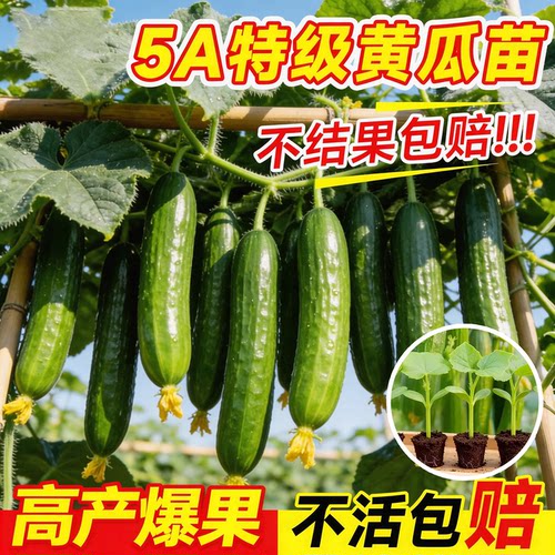 水果黄瓜秧苗满地爬秧苗大黄瓜苗