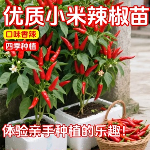 小米辣椒苗秧苗朝天椒种籽苗泡椒苗幼苗四季超辣超产阳台辣椒苗子
