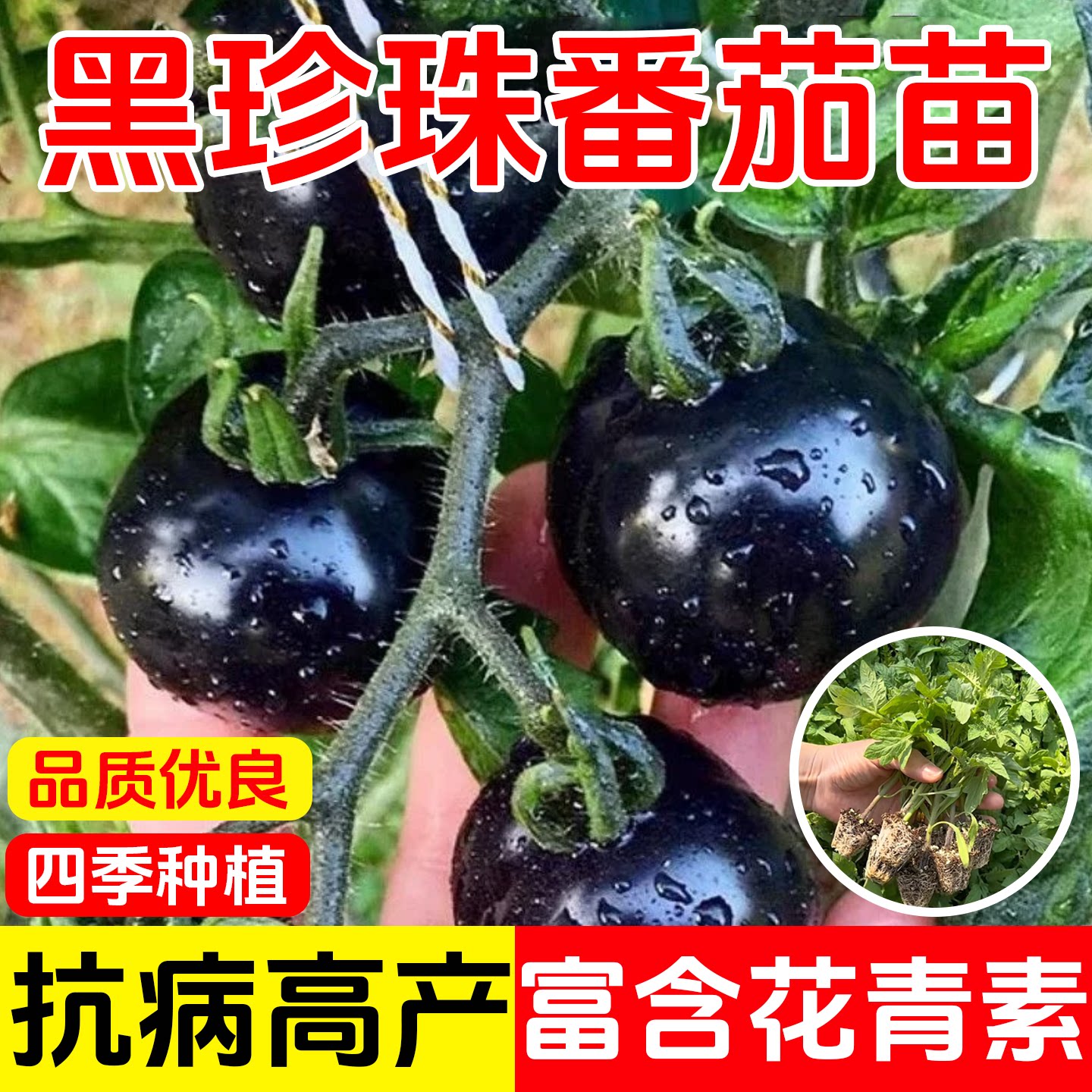 糖水炸弹黑珍珠黑番茄苗秧种子孑种籽小西红柿西黑柿秧苗蕃茄苗树