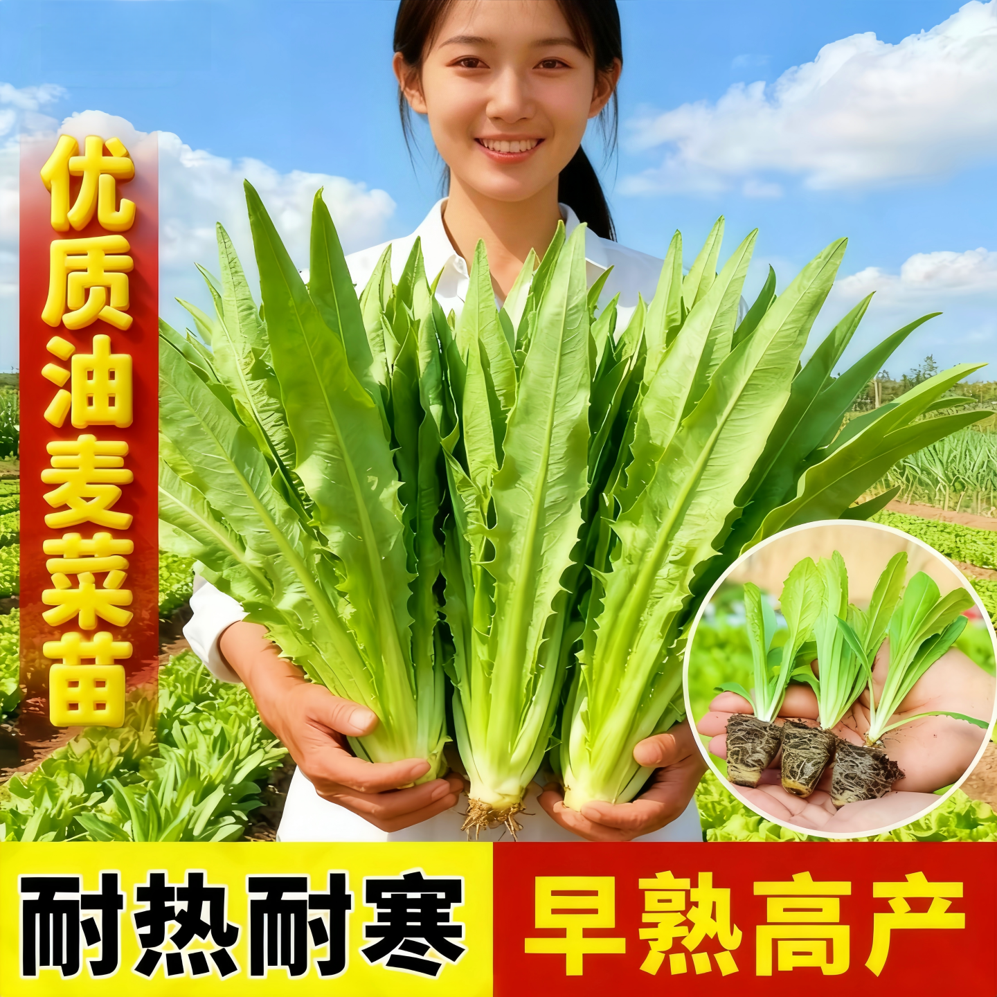 甜脆油麦菜苗秧苗清香油四季播种