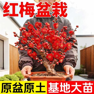 红梅花树苗耐寒庭院地栽四季花卉植物骨里绿梅腊梅朱砂梅绿梅室外