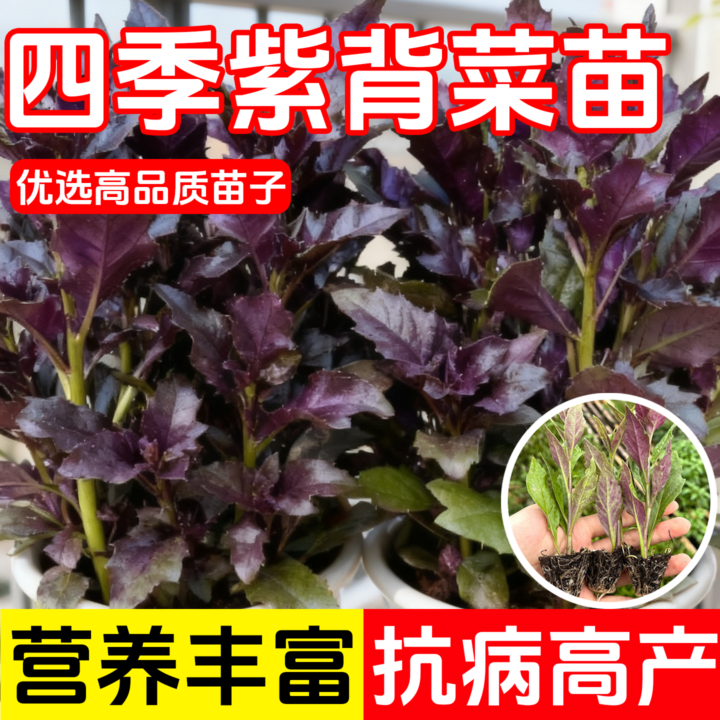 紫背天葵苗紫贝菜补血菜蔬菜青菜观音菜室内阳台盆栽菜苗菜盆秧苗,鲜花速递/花卉仿真/绿植园艺,种苗/半成品盆栽,淘宝优惠券,粉丝福利购,淘宝优惠卷