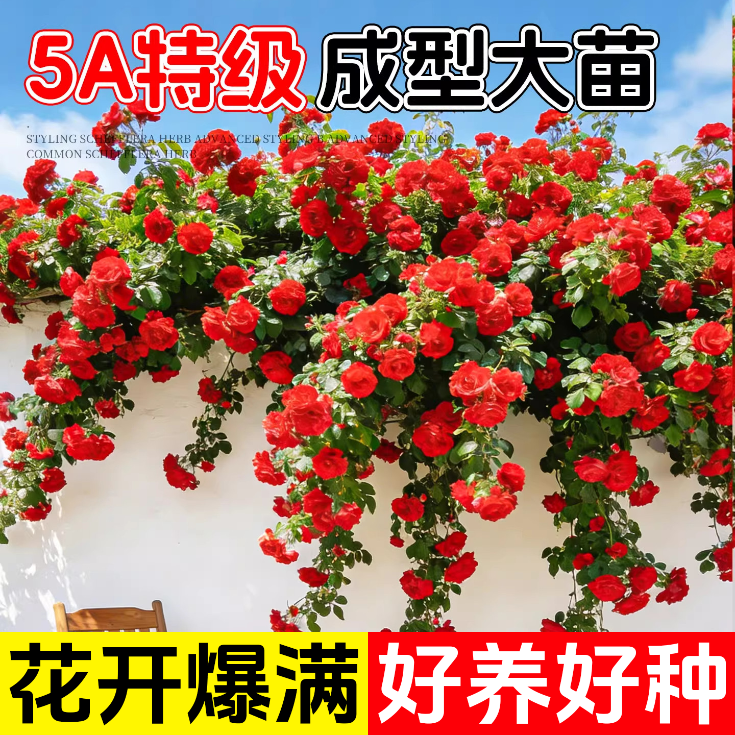 红木香花苗爬藤植物四季无刺开花卉庭院大树苗耐寒爬墙黄木香老桩