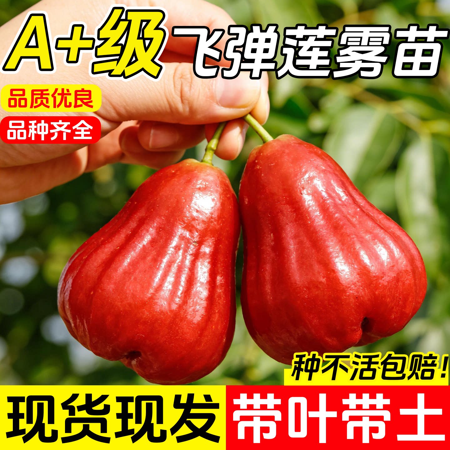 飞弹莲雾树苗黑糖芭比果树苗海南莲雾苗南方北方庭院地栽当年结果