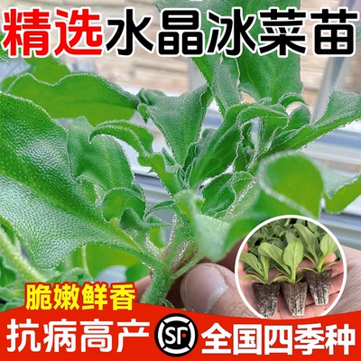 水晶冰菜苗大苗种子沙拉冰草冰菜