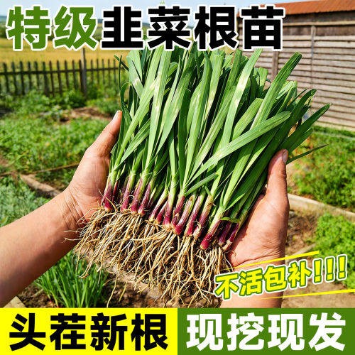 韭菜根苗四季紫根宽叶带土现挖